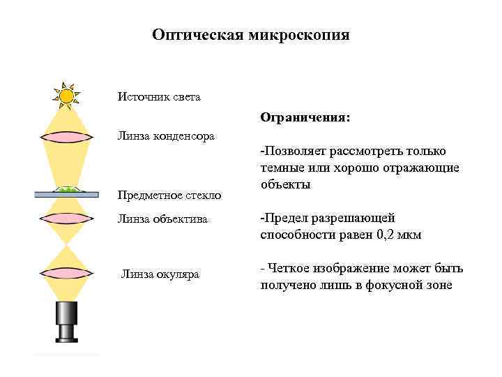 Оптическая микроскопия Источник света Ограничения: Линза конденсора Предметное стекло Линза объектива Линза окуляра -Позволяет