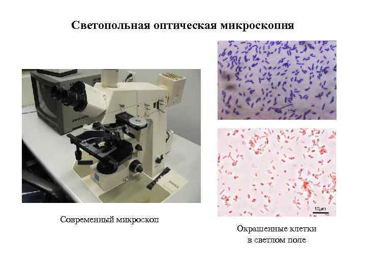 Светопольная оптическая микроскопия Современный микроскоп Окрашенные клетки в светлом поле 