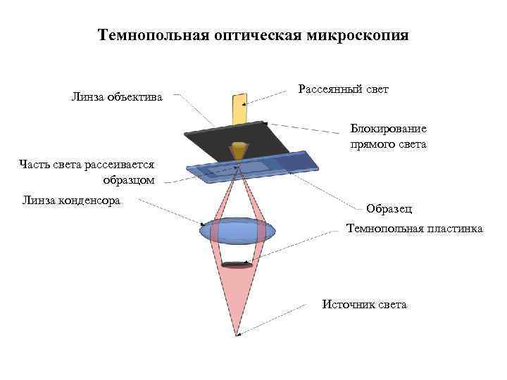 Темнопольная оптическая микроскопия Линза объектива Рассеянный свет Блокирование прямого света Часть света рассеивается образцом