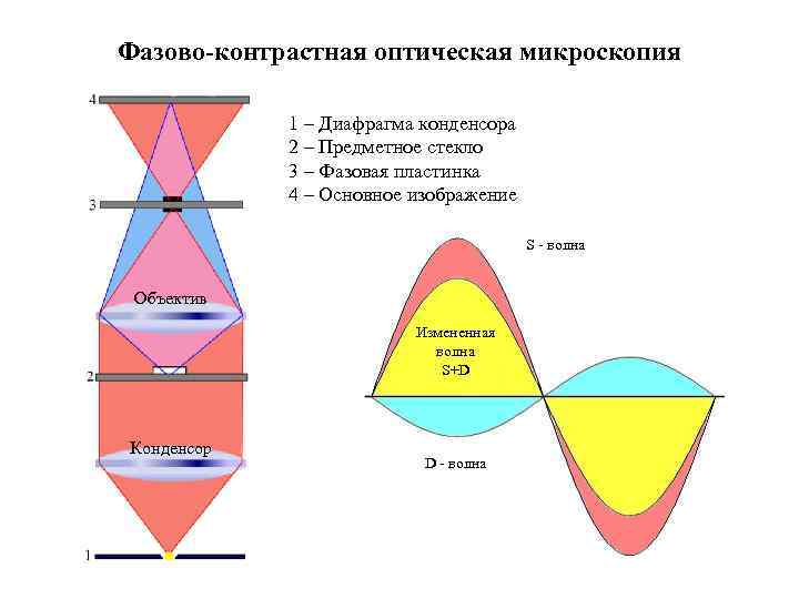 Фазово-контрастная оптическая микроскопия 1 – Диафрагма конденсора 2 – Предметное стекло 3 – Фазовая