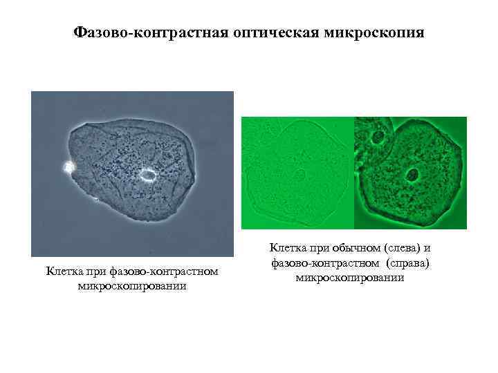 Фазово-контрастная оптическая микроскопия Клетка при фазово-контрастном микроскопировании Клетка при обычном (слева) и фазово-контрастном (справа)