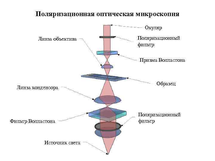 Поляризационная оптическая микроскопия Окуляр Линза объектива Поляризационный фильтр Призма Волластона Линза конденсора Фильтр Волластона
