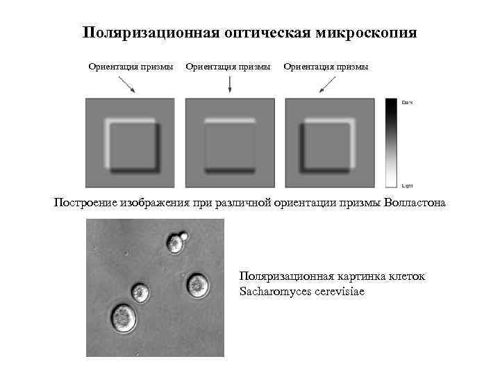 Поляризационная оптическая микроскопия Ориентация призмы Построение изображения при различной ориентации призмы Волластона Поляризационная картинка