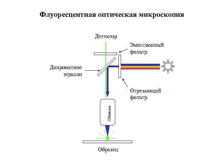 Флуоресцентная оптическая микроскопия Детектор Эмиссионный фильтр Дихроматное зеркало Объектив Отрезающий фильтр Образец 
