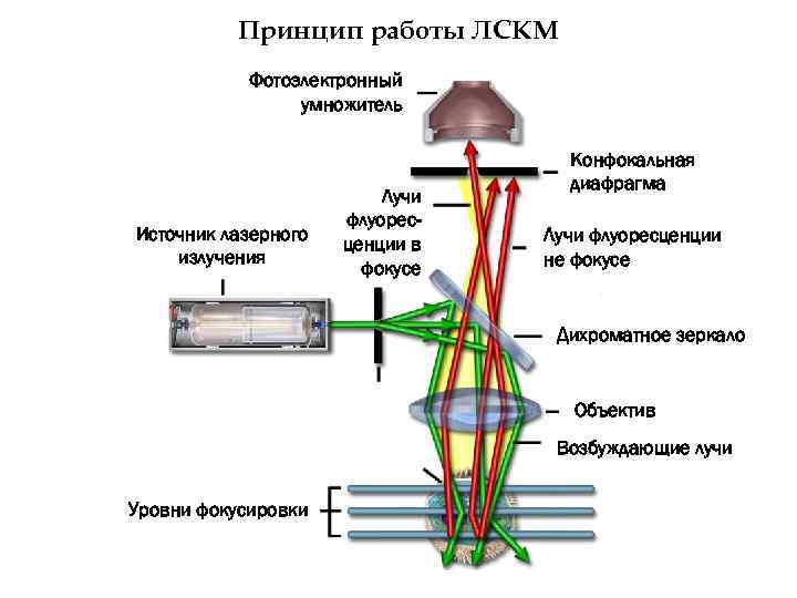 Принцип работы ЛСКМ Фотоэлектронный умножитель Источник лазерного излучения Лучи флуоресценции в фокусе Конфокальная диафрагма