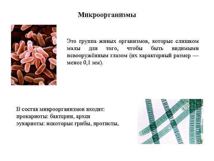 Микроорганизмы Это группа живых организмов, которые слишком малы для того, чтобы быть видимыми невооружённым