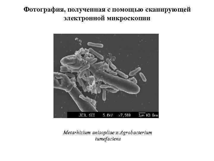 Фотография, полученная с помощью сканирующей электронной микроскопии Metarhizium anisopliae и Agrobacterium tumefaciens 