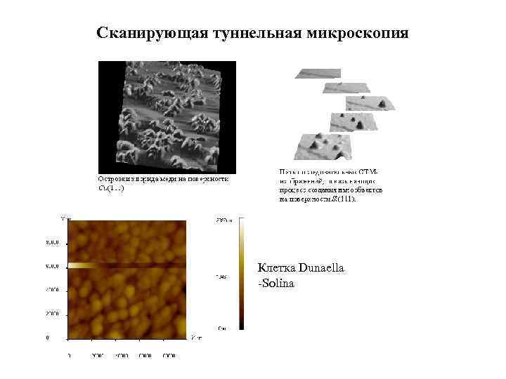 Сканирующая туннельная микроскопия Клетка Dunaella -Solina 