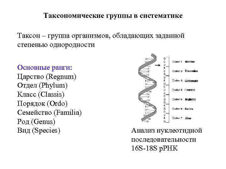 Таксономические группы в систематике Таксон – группа организмов, обладающих заданной степенью однородности Основные ранги: