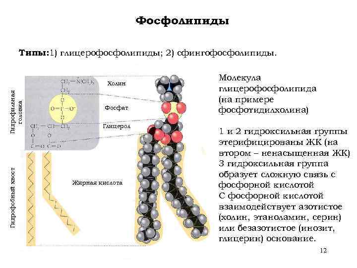 Фосфолипиды Типы: 1) глицерофосфолипиды; 2) сфингофосфолипиды. Гидрофобный хвост Гидрофильная головка Холин Фосфат Глицерол Жирная