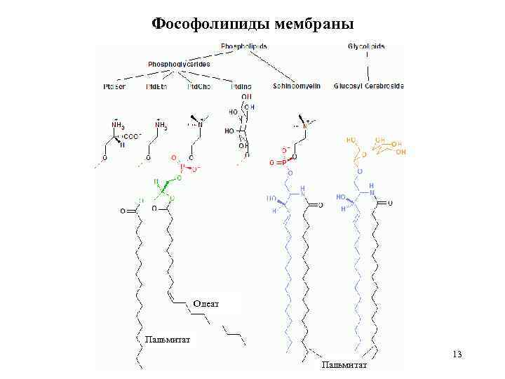 Фософолипиды мембраны Олеат Пальмитат 13 