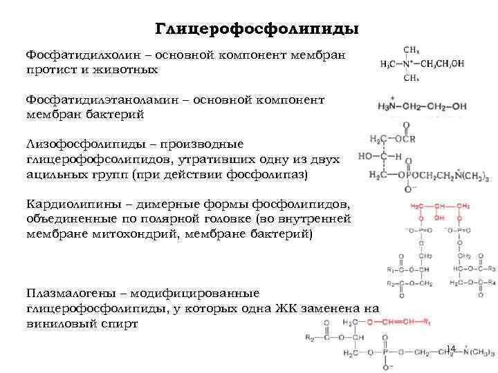 Глицерофосфолипиды Фосфатидилхолин – основной компонент мембран протист и животных Фосфатидилэтаноламин – основной компонент мембран