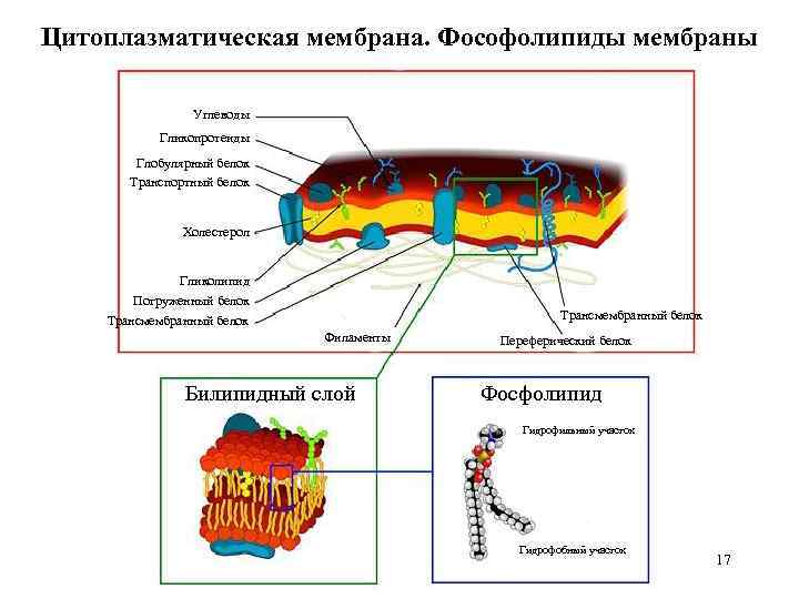 Цитоплазматическая мембрана. Фософолипиды мембраны Углеводы Гликопротеиды Глобулярный белок Транспортный белок Холестерол Гликолипид Погруженный белок