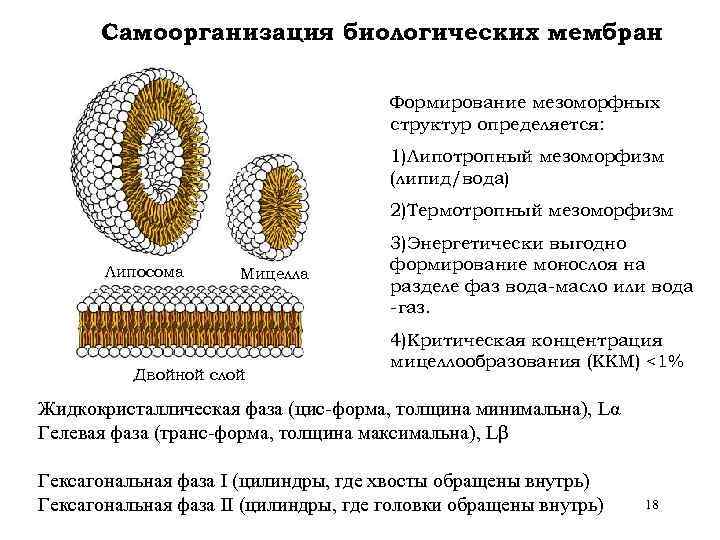 Самоорганизация биологических мембран Формирование мезоморфных структур определяется: 1)Липотропный мезоморфизм (липид/вода) 2)Термотропный мезоморфизм Липосома Мицелла