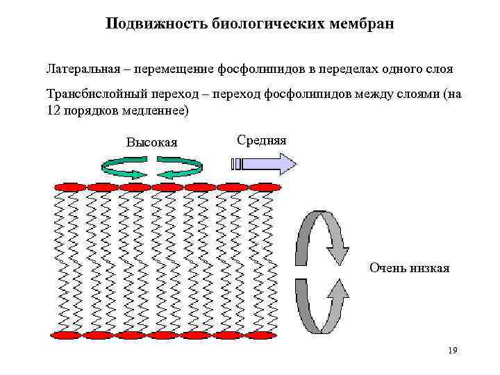 Подвижность биологических мембран Латеральная – перемещение фосфолипидов в переделах одного слоя Трансбислойный переход –