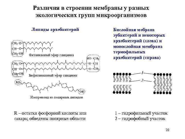 Различия в строении мембраны у разных экологических групп микроорганизмов Липиды архебактерий Фитаниловый эфир глицеина