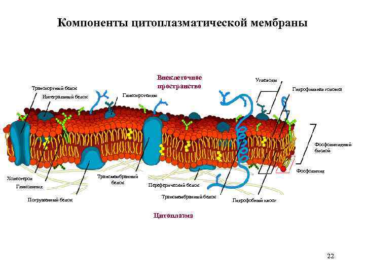 Компоненты цитоплазматической мембраны Внеклеточное пространство Транспортный белок Интегральный белок Углеводы Гидрофильная головка Гликопротеиды Фосфолипидный