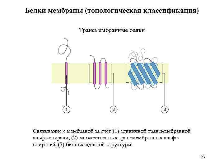 Белки мембраны (топологическая классификация) Трансмембранные белки Связывание с мембраной за счёт (1) единичной трансмембранной