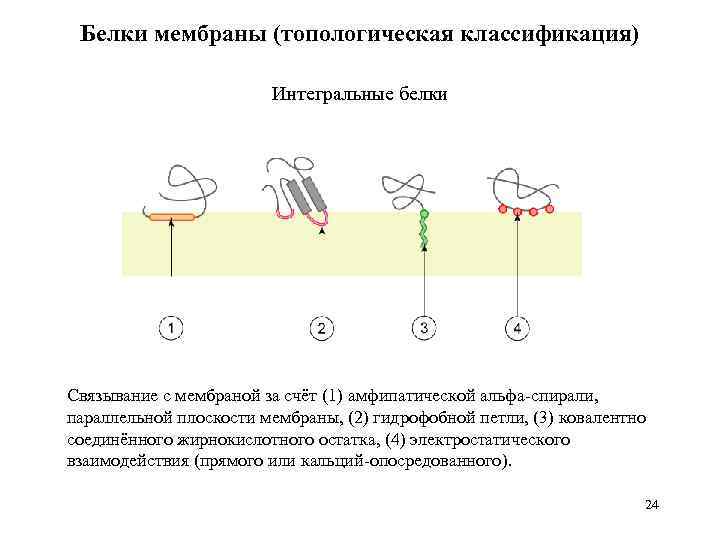 Белки мембраны (топологическая классификация) Интегральные белки Связывание с мембраной за счёт (1) амфипатической альфа-спирали,