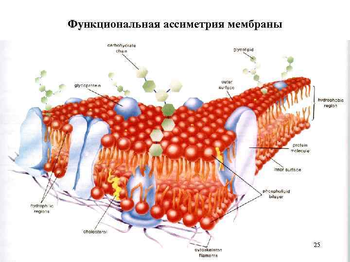 Функциональная ассиметрия мембраны 25 