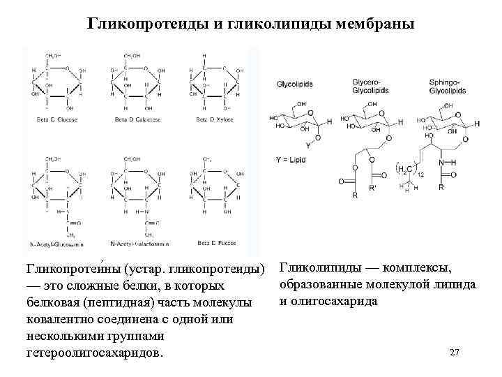 Гликопротеиды и гликолипиды мембраны Гликопротеи ны (устар. гликопротеиды) — это сложные белки, в которых