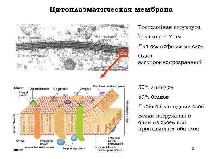 Цитоплазматическая мембрана Трехслойная структура Толщина 4 -7 нм Два осмиофильных слоя Один электроннопрозрачный 50%