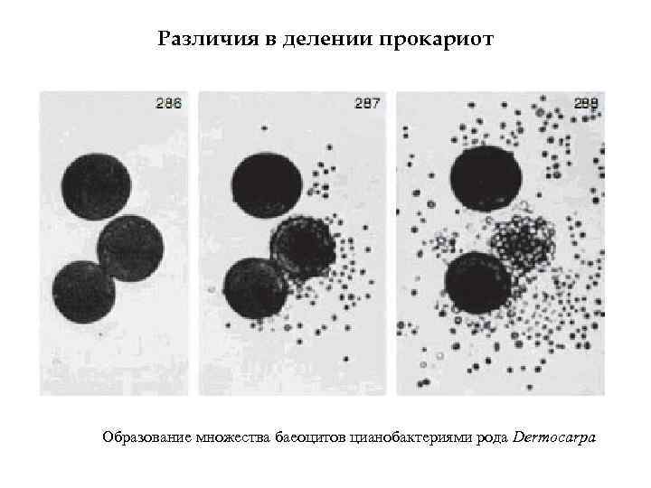 Различия в делении прокариот Образование множества баеоцитов цианобактериями рода Dermocarpa 
