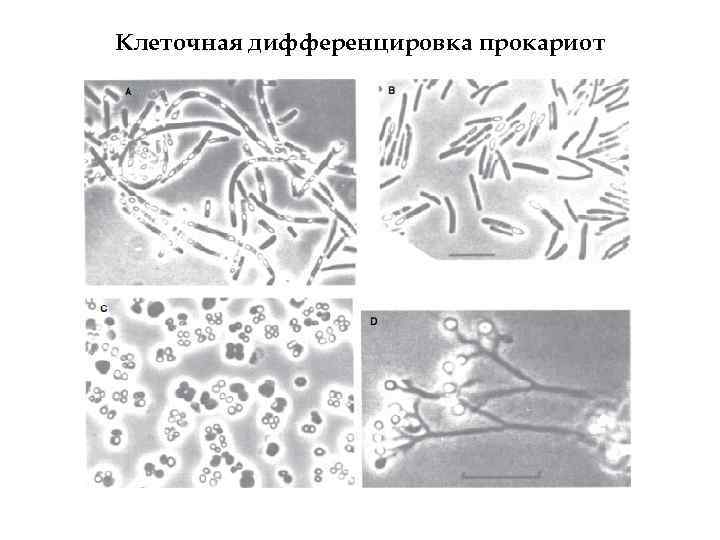Клеточная дифференцировка прокариот 