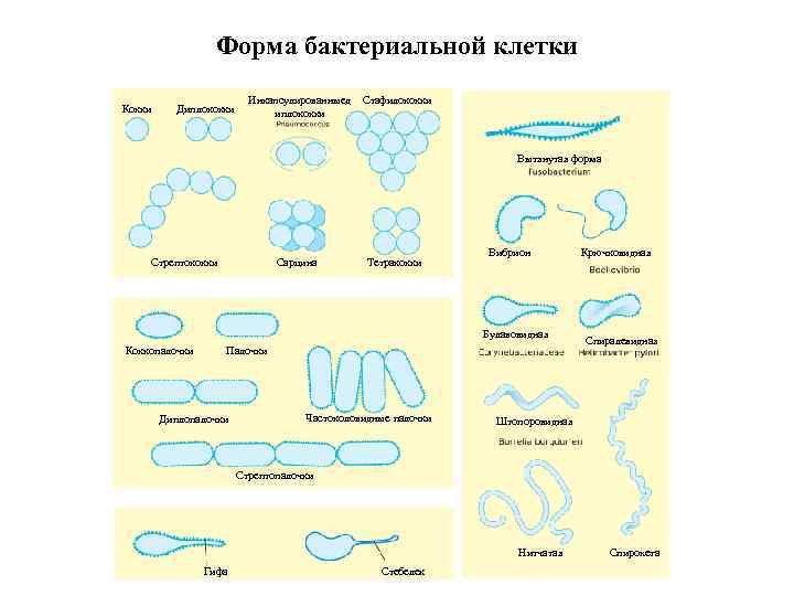 Форма бактериальной клетки Кокки Диплококки Инкапсулированныед иплококки Стафилококки Вытянутая форма Стрептококки Сарцина Тетракокки Вибрион