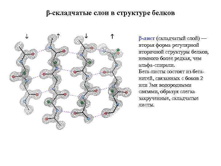 β-складчатые слои в структуре белков β-лист (складчатый слой) — вторая форма регулярной вторичной структуры