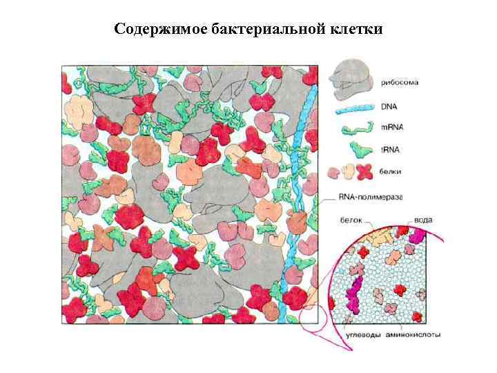 Содержимое бактериальной клетки 