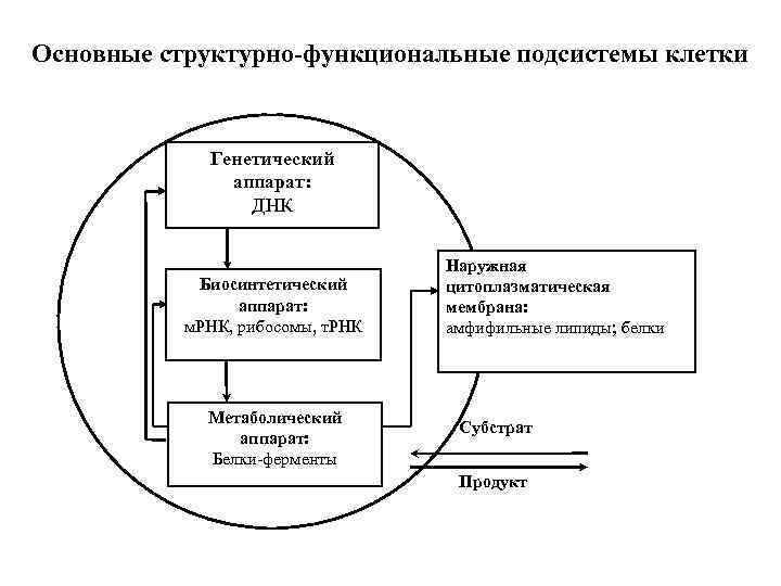 Основные структурно-функциональные подсистемы клетки Генетический аппарат: ДНК Биосинтетический аппарат: м. РНК, рибосомы, т. РНК