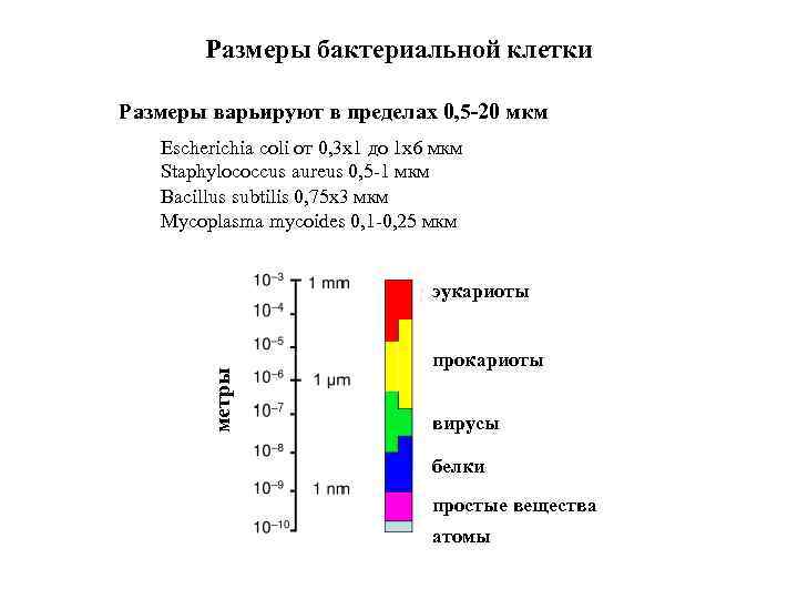 Размеры бактериальной клетки Размеры варьируют в пределах 0, 5 -20 мкм Escherichia coli от