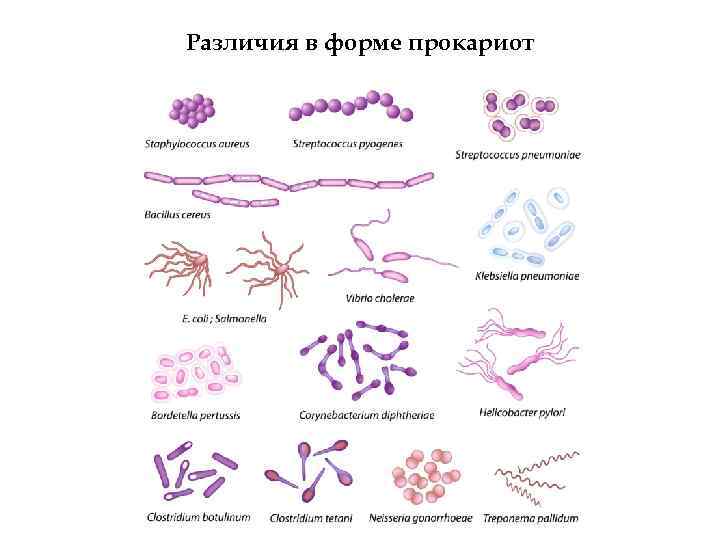 Различия в форме прокариот 