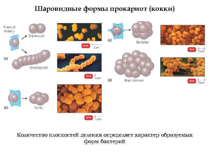 Шаровидные формы прокариот (кокки) Количество плоскостей деления определяет характер образуемых форм бактерий 