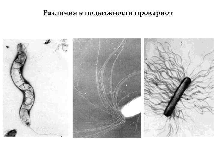 Различия в подвижности прокариот 