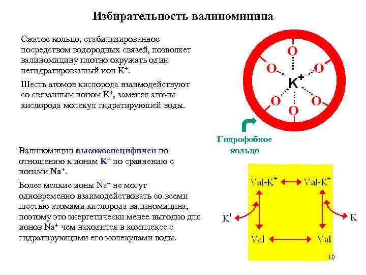 Избирательность валиномицина Сжатое кольцо, стабилизированное посредством водородных связей, позволяет валиномицину плотно окружать один негидратированный