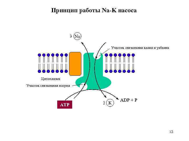 Принцип работы Na-K насоса 3 Na Участок связывания калия и уабаина Цитоплазма Участок связывания