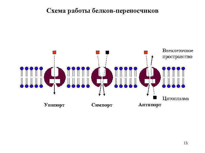 Схема работы белков-переносчиков Внеклеточное пространство Цитоплазма Унипорт Симпорт Антипорт 13 