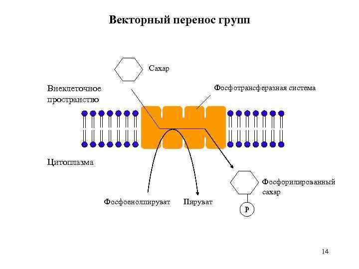 Векторный перенос групп Сахар Фосфотрансферазная система Внеклеточное пространство Цитоплазма Фосфорилированный сахар Фосфоенолпируват Пируват P