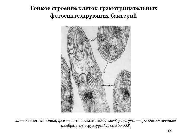 Тонкое строение клеток грамотрицательных фотосинтезирующих бактерий кс — клеточная стенка; цпм — цитоплазматическая мембрана;