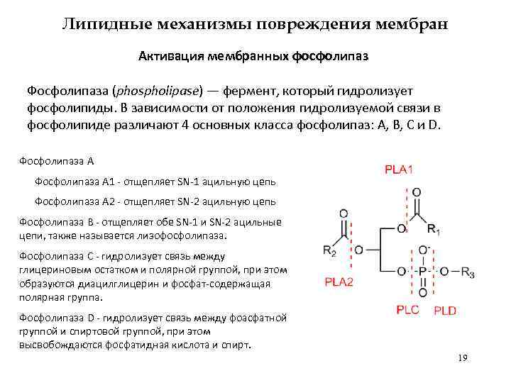 Липидные механизмы повреждения мембран Активация мембранных фосфолипаз Фосфолипаза (phospholipase) — фермент, который гидролизует фосфолипиды.