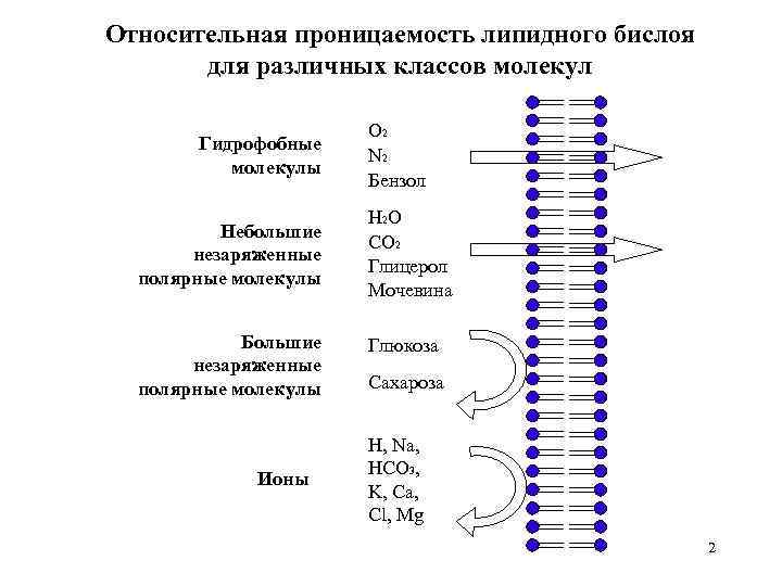 Относительная проницаемость липидного бислоя для различных классов молекул Гидрофобные молекулы Небольшие незаряженные полярные молекулы