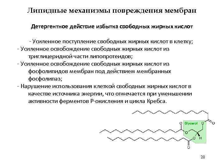 Липидные механизмы повреждения мембран Детергентное действие избытка свободных жирных кислот - Усиленное поступление свободных