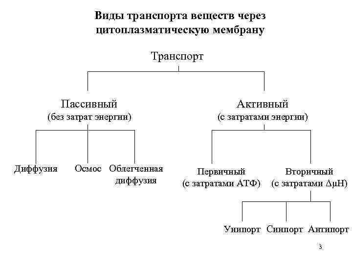 Виды транспорта веществ через цитоплазматическую мембрану Транспорт Пассивный Активный (без затрат энергии) (с затратами