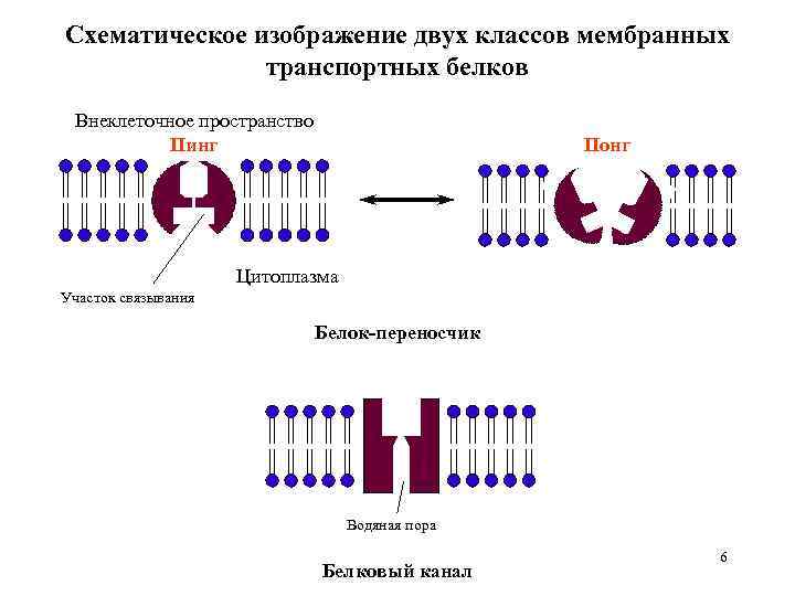 Схематическое изображение двух классов мембранных транспортных белков Внеклеточное пространство Пинг Понг Цитоплазма Участок связывания