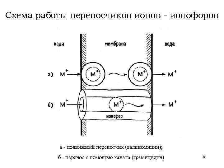 Схема работы переносчиков ионов - ионофоров а - подвижный переносчик (валиномицин); б - перенос