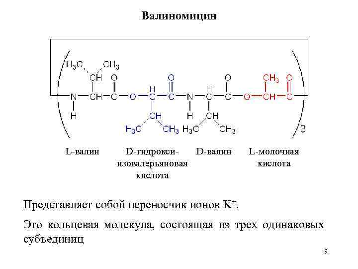 Валиномицин L-валин D-гидроксиизовалерьяновая кислота L-молочная кислота Представляет собой переносчик ионов K+. Это кольцевая молекула,