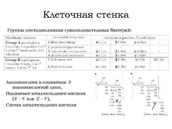 Клеточная стенка Группы пептидогликанов грамположительных бактерий: Аминокислота в положении 3' аминокислотной цепи, Положение межпептидного