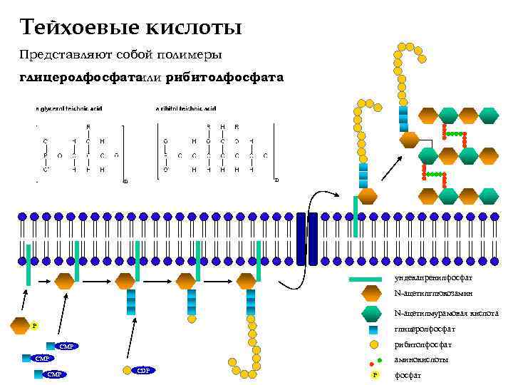 Тейхоевые кислоты Представляют собой полимеры глицеролфосфата или рибитолфосфата n n ундекапренилфосфат N-ацетилглюкозамин N-ацетилмурамовая кислота